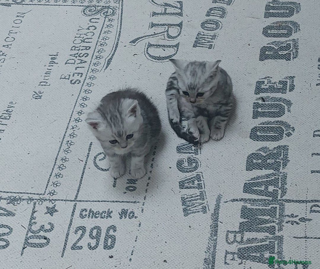 Persian cats for sale: Persian Chinchilla cross kittens for sale  - Image 12