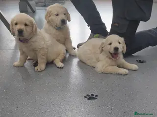 Golden Retriever dogs GOLDEN RETRIEVER PUPPIES READY - Advert 7