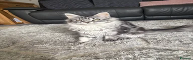 Maine Coon 8