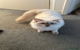 Ragdoll cats for sale: 💔 Rehoming Active Ragdoll Queens TICA Registered - Image 3