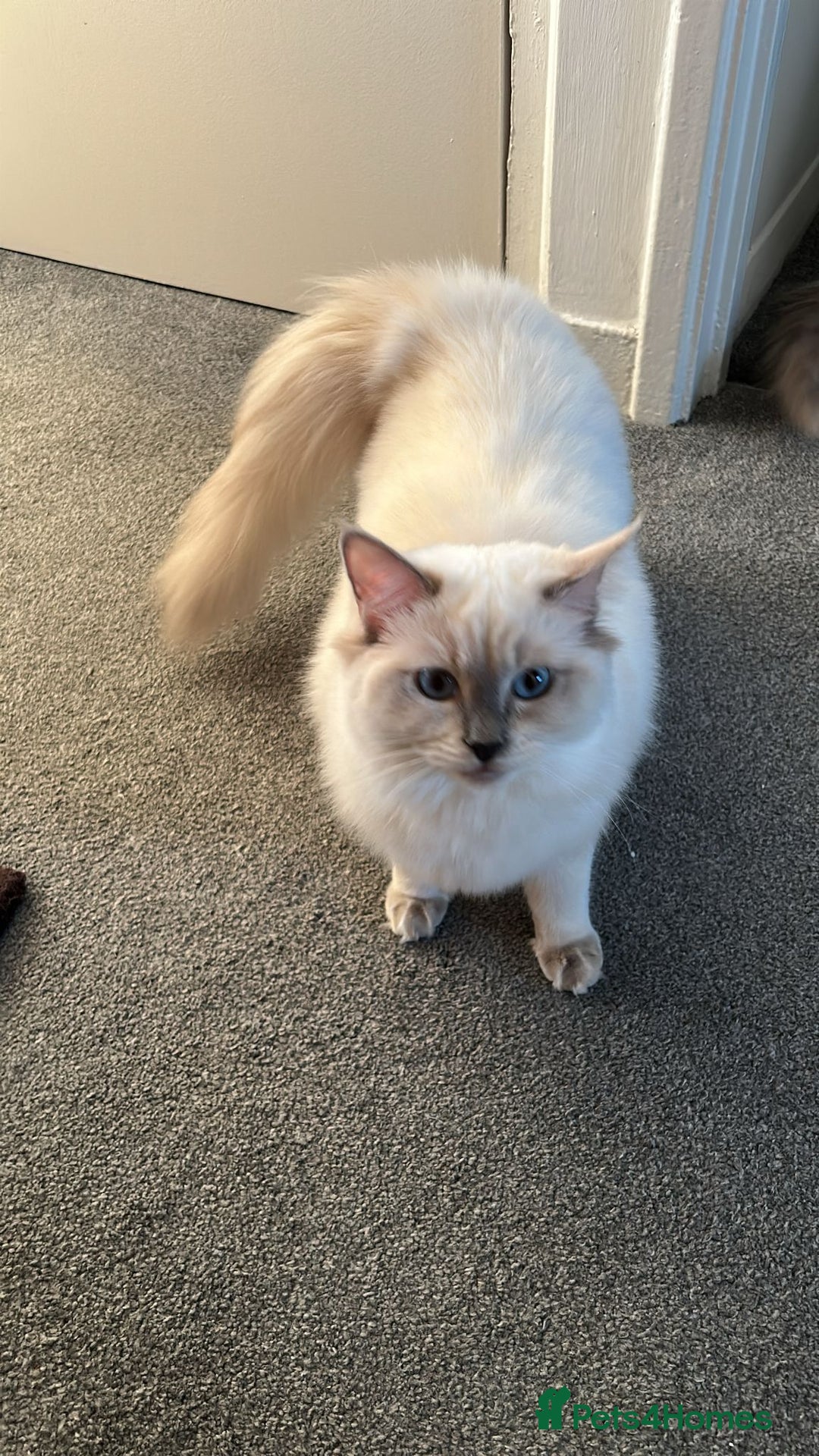 Ragdoll cats for sale: 💔 Rehoming Active Ragdoll Queens TICA Registered - Image 3