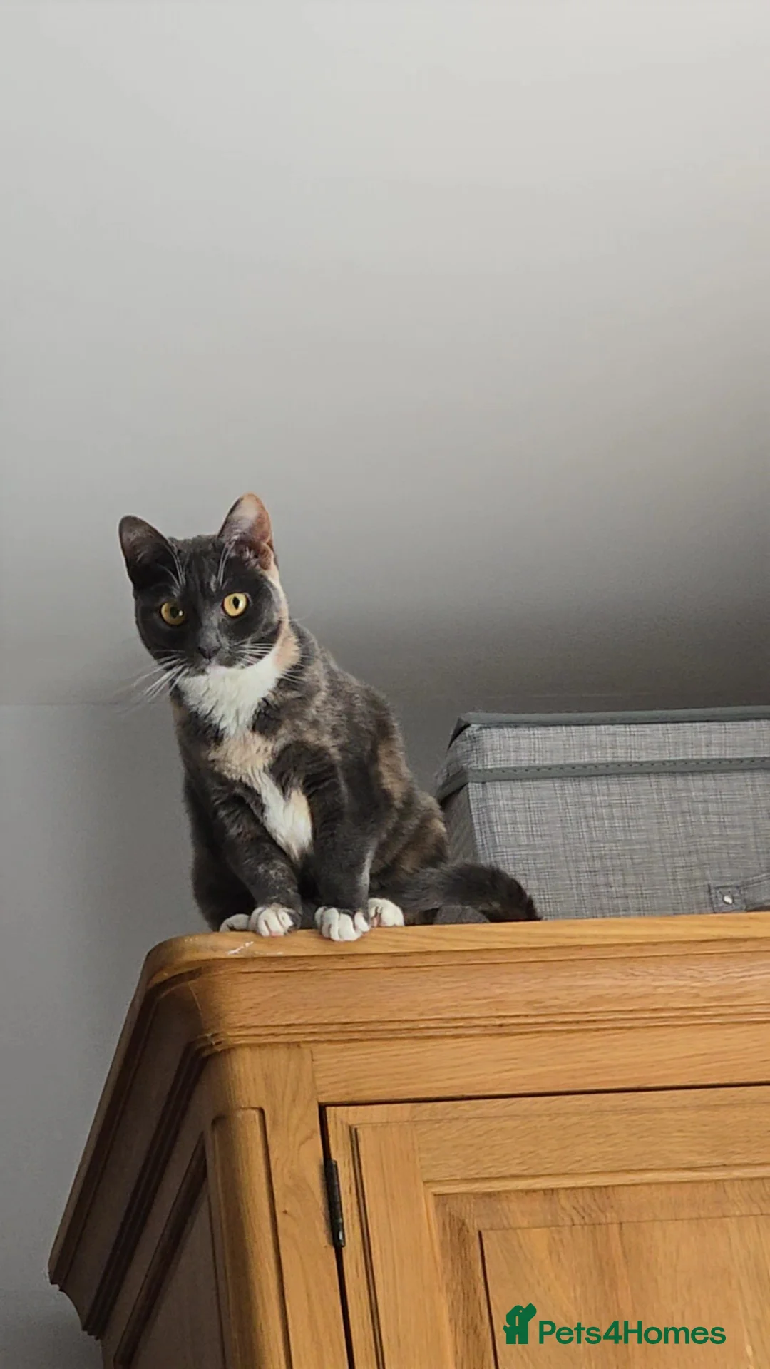 Mixed Breed cats for sale: Cream and white gorgeous kitten - Advert 2