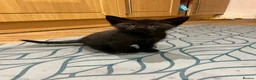 Mixed Breed cats for sale: Gorgeous mixed babies - Advert 7