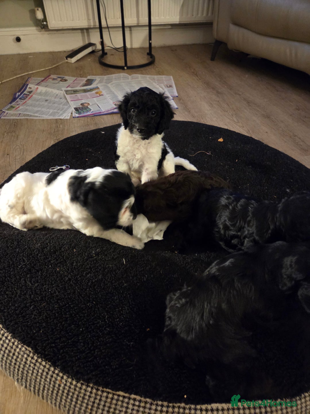 Sproodle dogs for sale: Beautiful litter of F2 Sproodles  - Image 14
