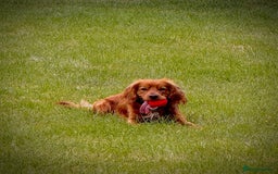 Cocker Spaniel dogs for stud: Red cocker stud - Image 3