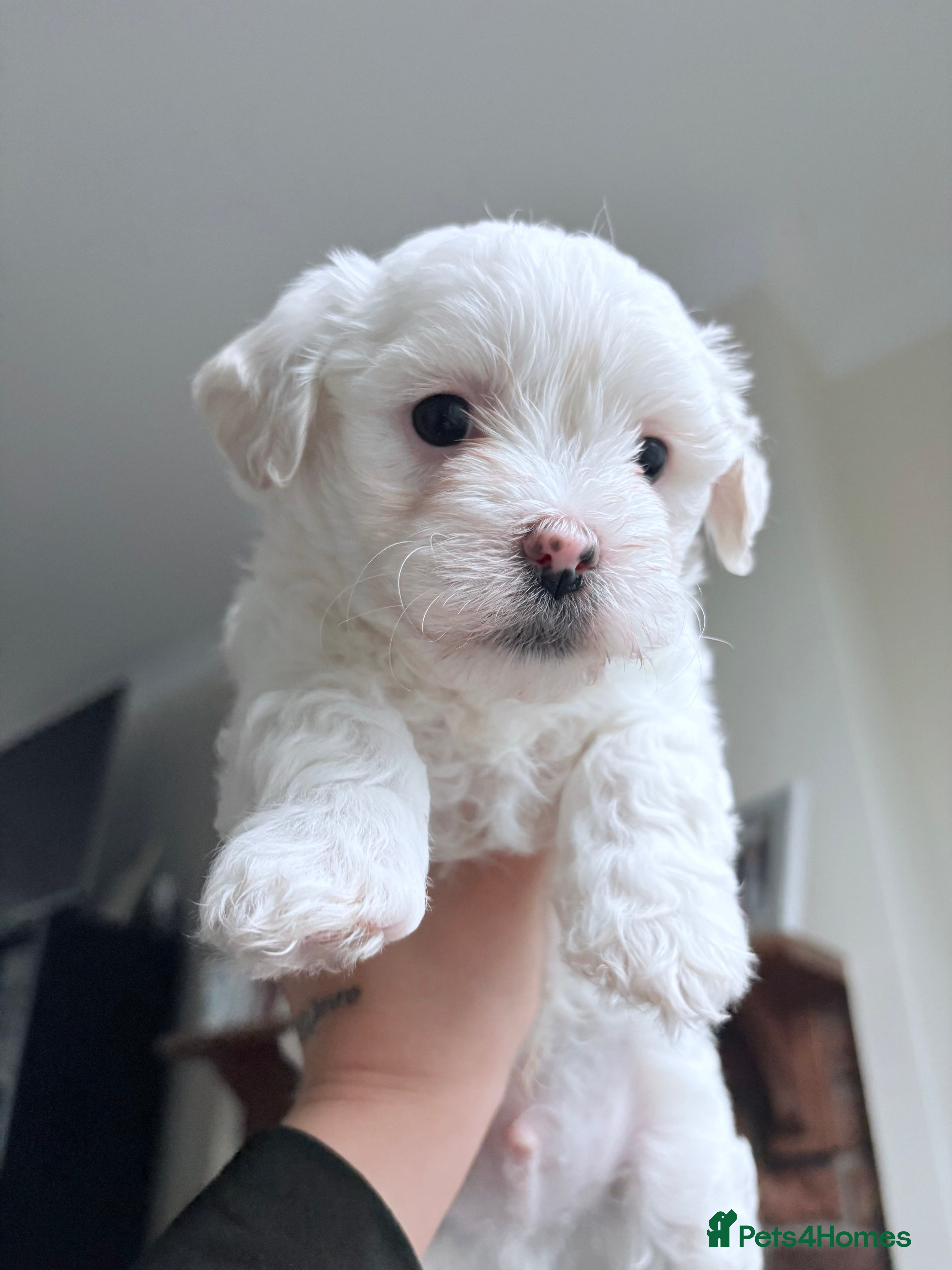 Bichon Frise dogs Bichon Frise Puppies for Sale 🐶 - Advert 2