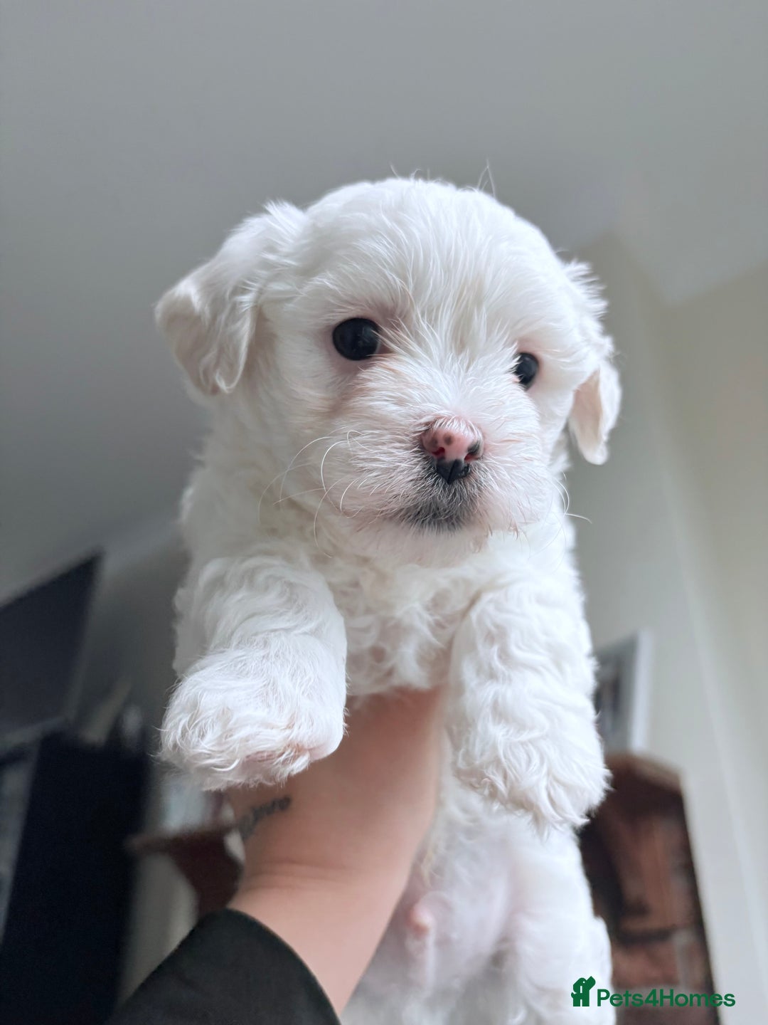 Bichon Frise dogs for sale: Bichon Frise Puppies for Sale 🐶 - Advert 1