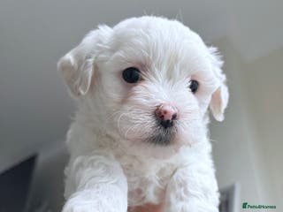 Bichon Frise dogs Bichon Frise Puppies for Sale 🐶 - Advert 15