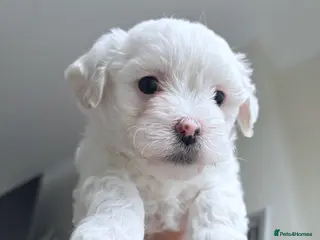 Bichon Frise dogs Bichon Frise Puppies for Sale 🐶 - Advert 1