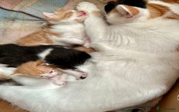 Mixed Breed cats for sale: 3 Long Furred Kittens Fluffy Ginger White Mix - Advert 11