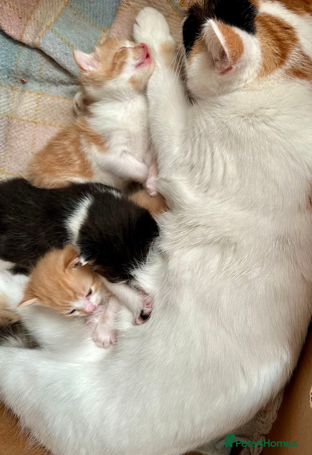 Mixed Breed cats for sale: 3 Long Furred Kittens Fluffy Ginger White Mix - Advert 11