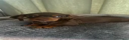 Dachshund dogs for sale: CHOCOLATE GORGEOUS DACHSHUND LAST ONE REMAINING  - Advert 1