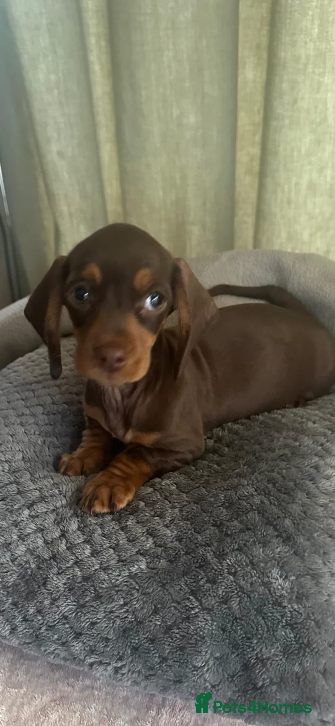 Dachshund dogs for sale: CHOCOLATE GORGEOUS DACHSHUND LAST ONE REMAINING  - Advert 1