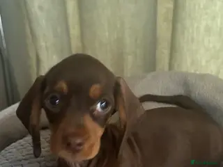 Dachshund dogs CHOCOLATE GORGEOUS DACHSHUND LAST ONE REMAINING - Advert 5