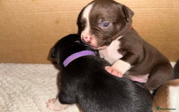Mixed Breed dogs for sale: Olde English Bulldogge/Staffy bull Collie mix - Image 9