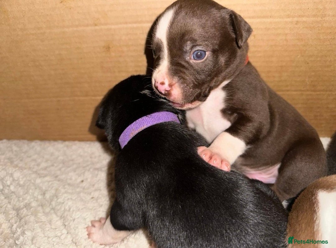 Mixed Breed dogs for sale: Olde English Bulldogge/Staffy bull Collie mix - Image 9