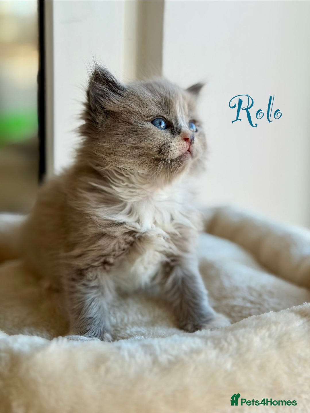 Ragdoll cats for sale: TICA registered cherubim kittens - Advert 5