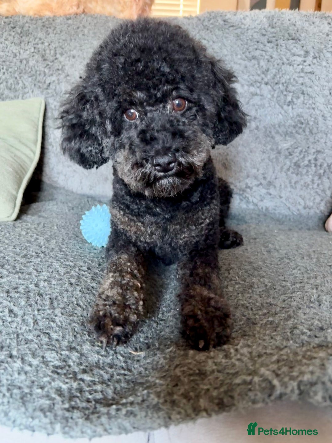 Miniature Poodle dogs for stud: KC phantom miniature poodle stud health tested in Thetford - Advert 39