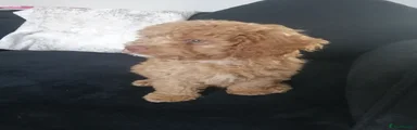 Cavapoo 1