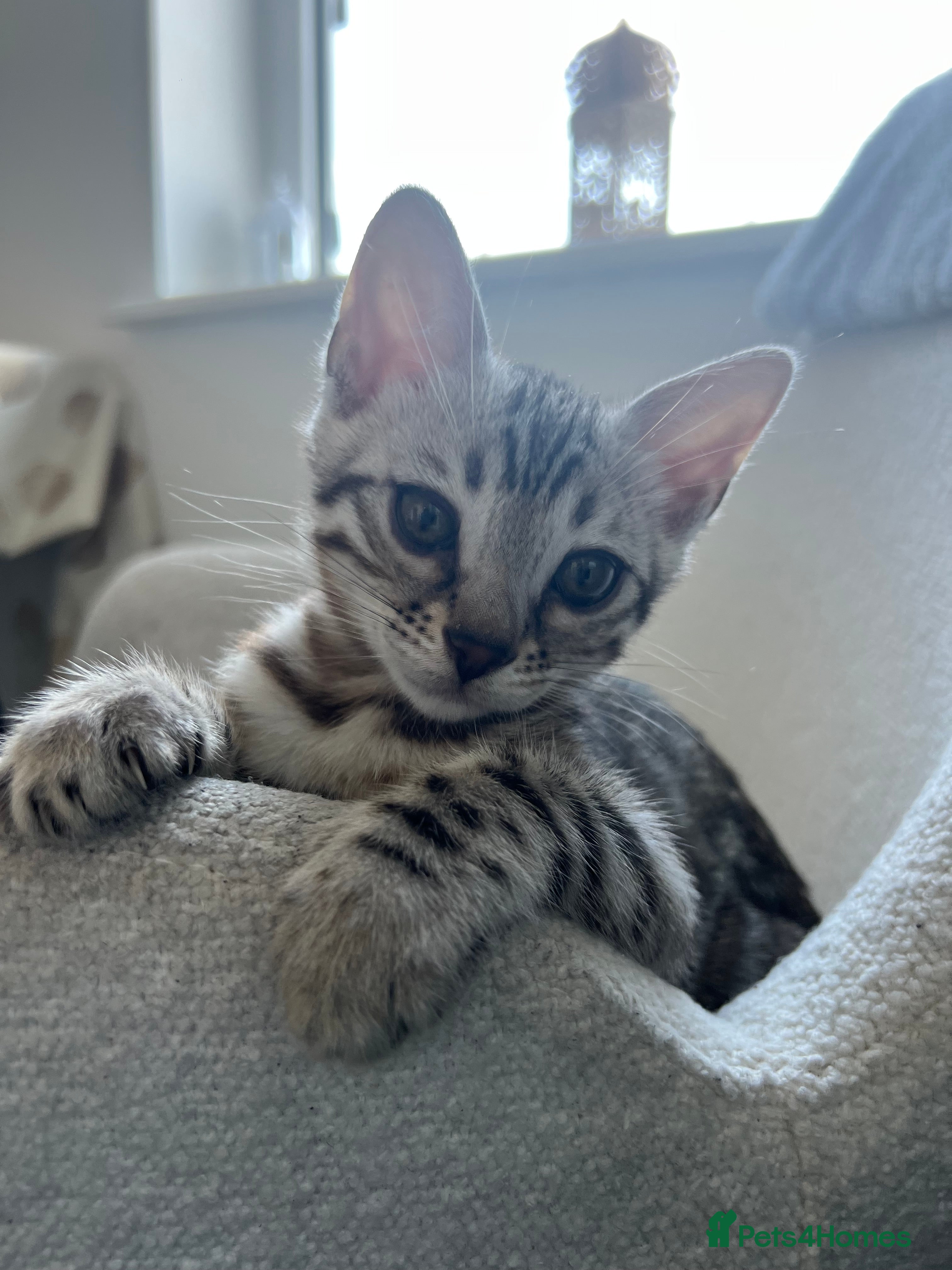 Bengal cats Bengal female kitten  - Advert 1