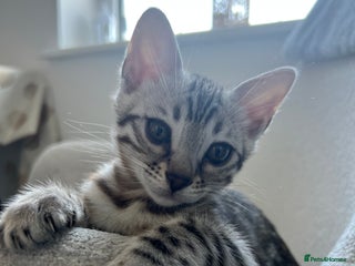 Bengal cats - Advert 12