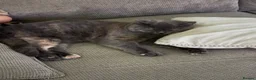 British Shorthair cats for sale: Pedigree British Shorthair Female – Layla - Advert 7