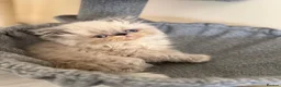 Persian cats for sale: GCCF registered Persian kitten 💙 - Advert 6