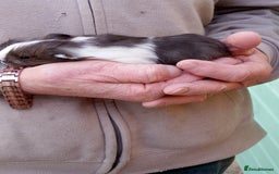 Guinea Pig rodents for sale: Sheltie female guinea pigs - Image 5