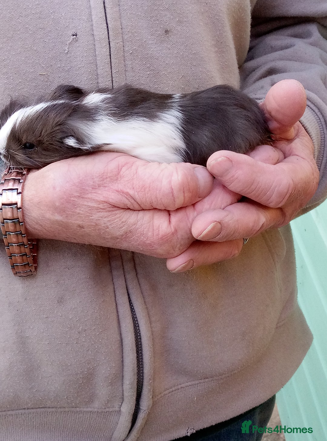 Guinea Pig rodents for sale: Sheltie female guinea pigs - Image 5