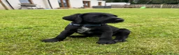 Mixed Breed dogs for sale: 🌟Ready Now🌟 GWPxLab - Advert 16