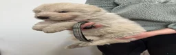 German Shepherd dogs for sale: Stunning kcreg white and blue German shepherd pups - Advert 9