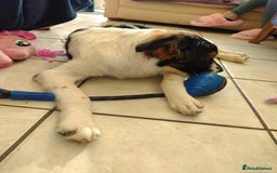 Mixed Breed dogs for adoption: Tilda  - Image 7