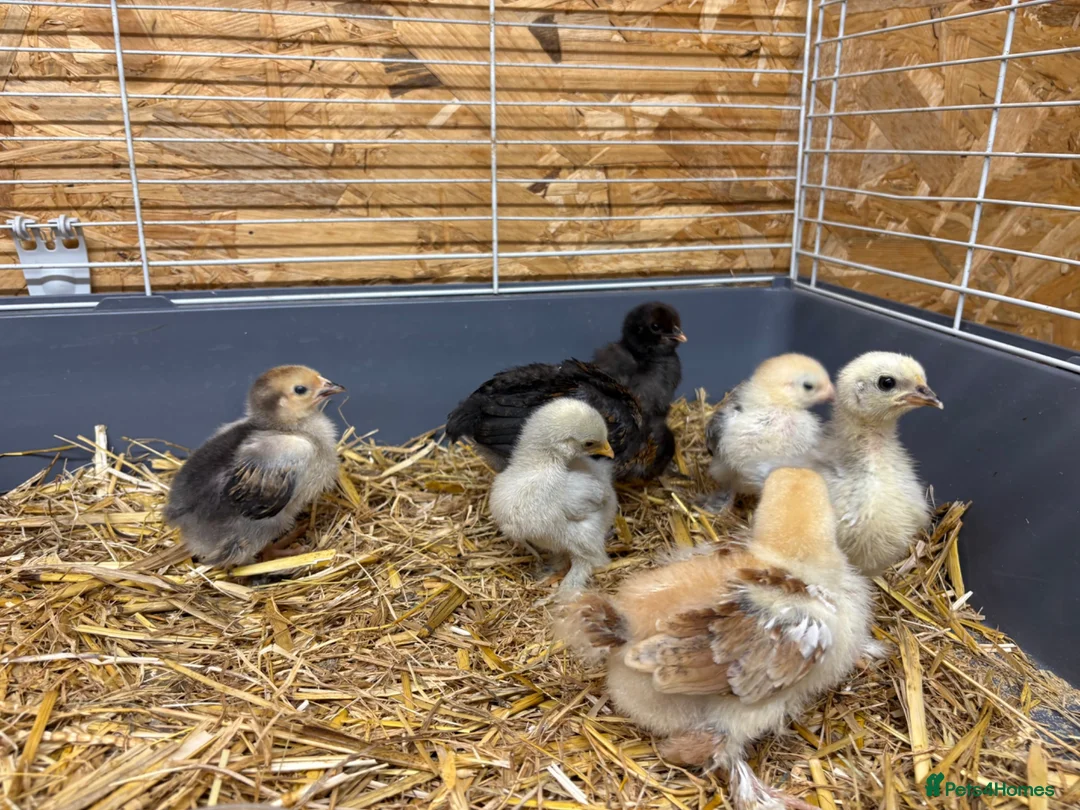 Chickens poultry for sale: Chicks - Advert 7
