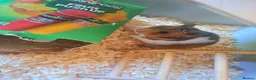Hamster rodents for sale: Female Syrian Hamster with cage - Advert 3