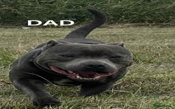 Staffordshire Bull Terrier dogs for sale: 2 female Blue Staffordshire Bull Terrier puppy KC - Image 9