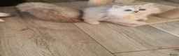 British Longhair cats for sale: 5 Beautiful British Longhair white/silver kittens - Advert 11
