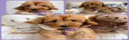 Maltipoo dogs for sale: 💖BEAUTIFUL LICENSED-BRED MALTIPOO💖 in Virginia Water - Advert 14