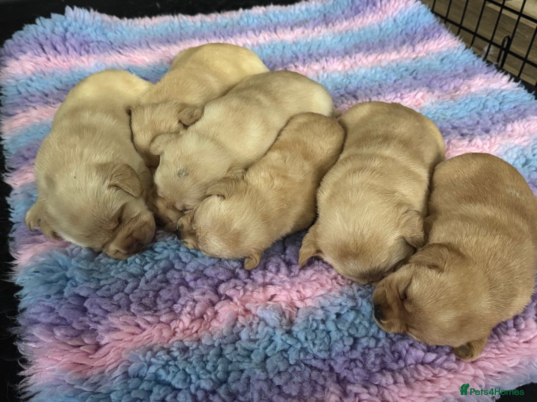 Labrador Retriever dogs for sale: Chunky KC reg Show line Champagnes boys  - Image 9