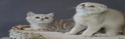 Munchkin cats for sale: ⚜️Rare munchkins⚜️ - Advert 7