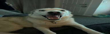Siberian Husky 