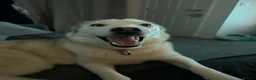 Siberian Husky dogs for sale: female siberian husky  in Melton Mowbray - Advert 5