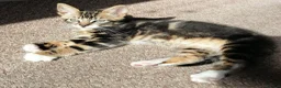 Mixed Breed cats for sale: Lovely 4-Year-Old Tabby Looking for a Loving Home - Advert 2