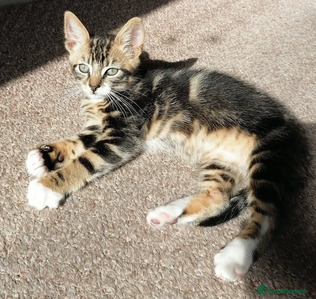 Mixed Breed cats for sale: Lovely 4-Year-Old Tabby Looking for a Loving Home - Advert 2