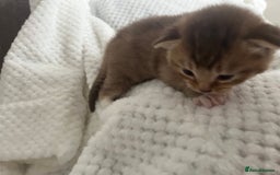 British Shorthair cats for sale: 5 beautiful British shorthair kittens - Image 6