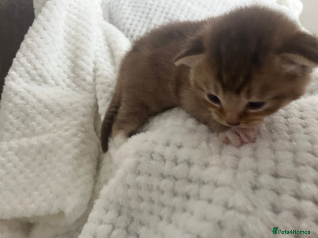 British Shorthair cats for sale: 5 beautiful British shorthair kittens - Image 6