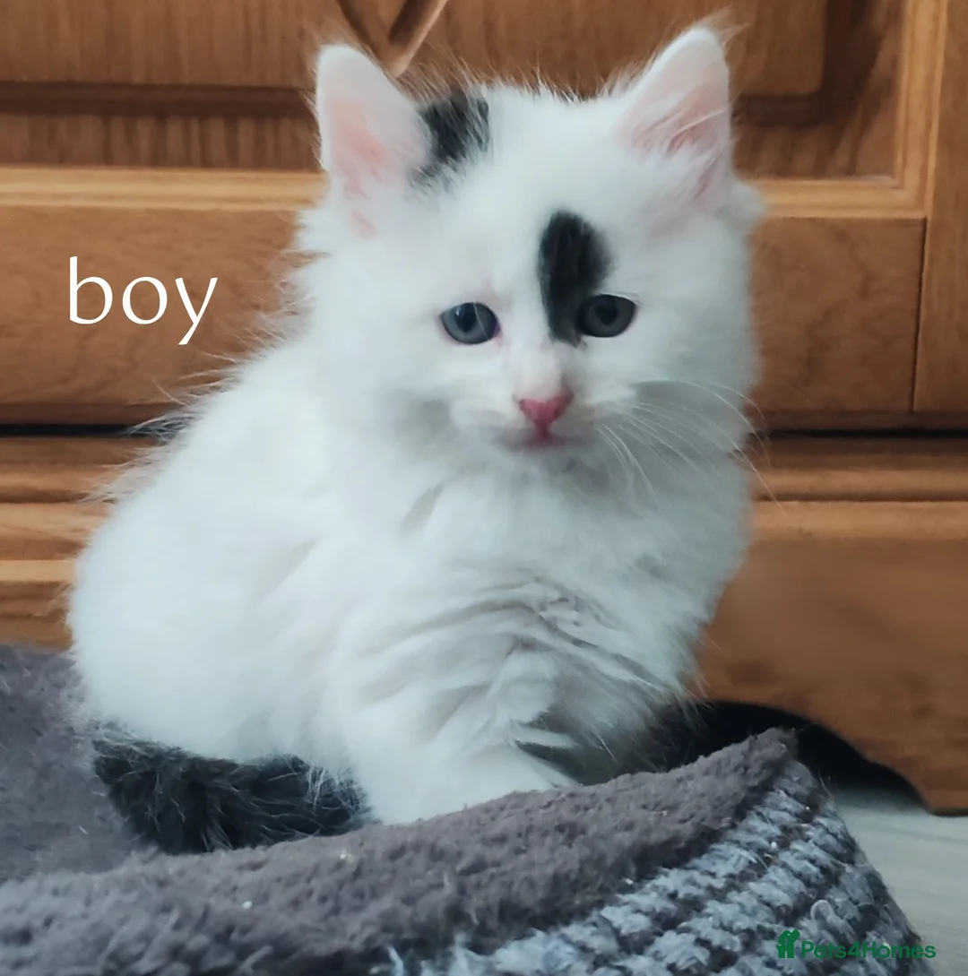 Mixed Breed cats for sale: 5 beautifull kittens  - Advert 2