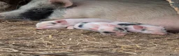 Pig livestock for sale: Juliana (teacup) micro piglets  - Advert 4