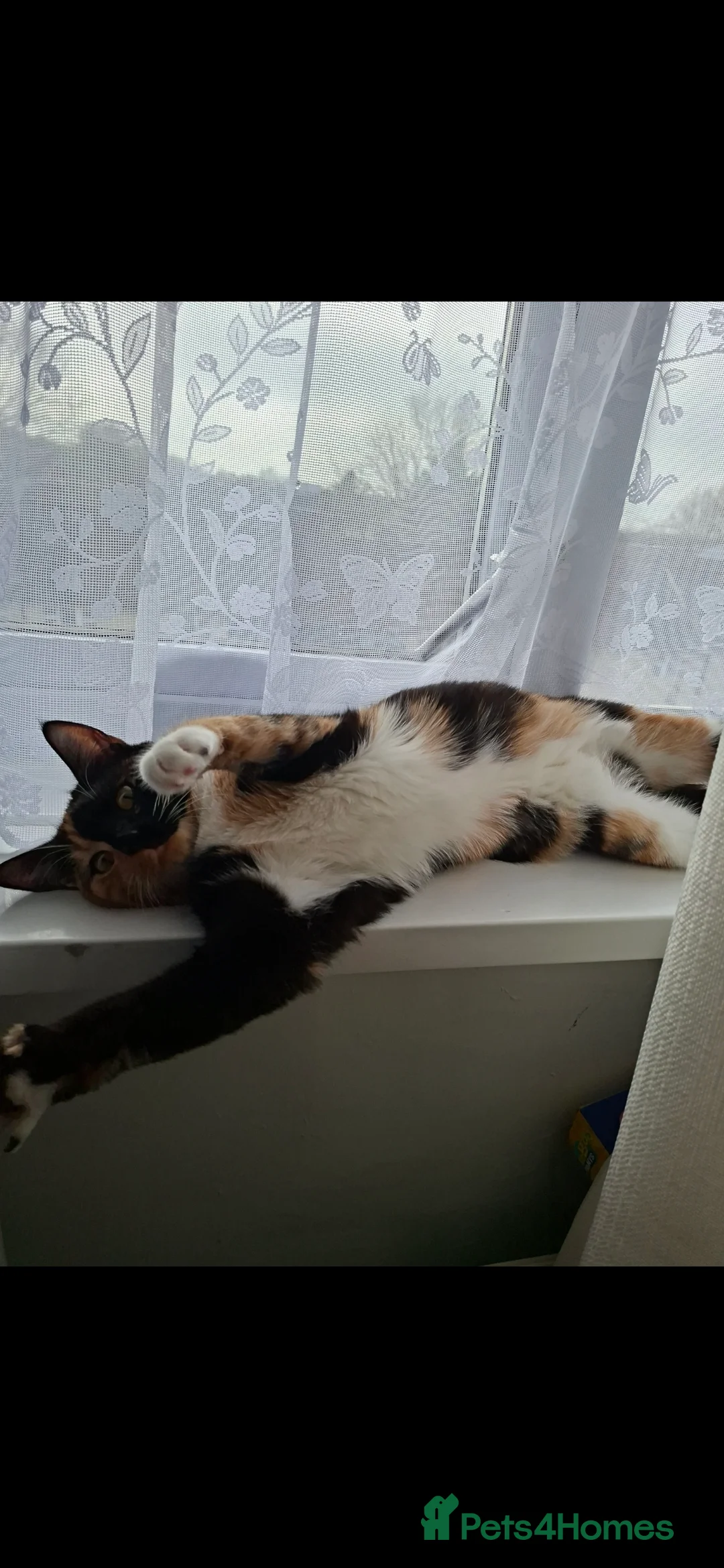 Domestic Shorthair cats for sale: 6 MONTHS OLD MISCHA. - Advert 2