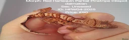 Gecko reptiles for sale: Various Crested Geckos, mixed morphs for sale  - Advert 9
