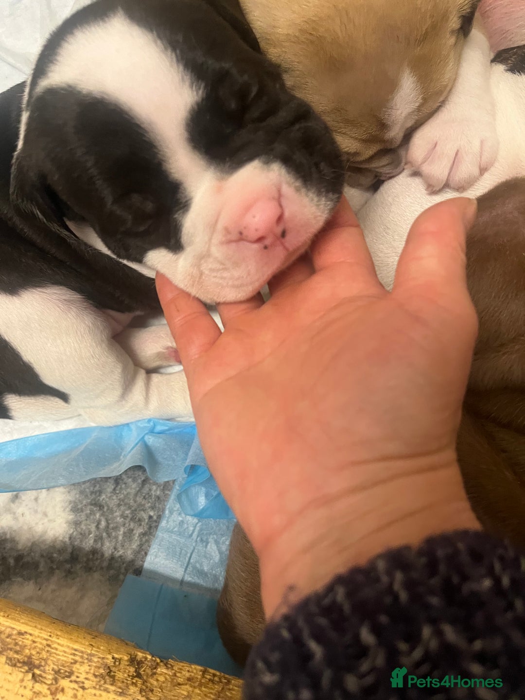 Mixed Breed dogs for sale: Old tyme bulldog x american bulldog puppies - Advert 14